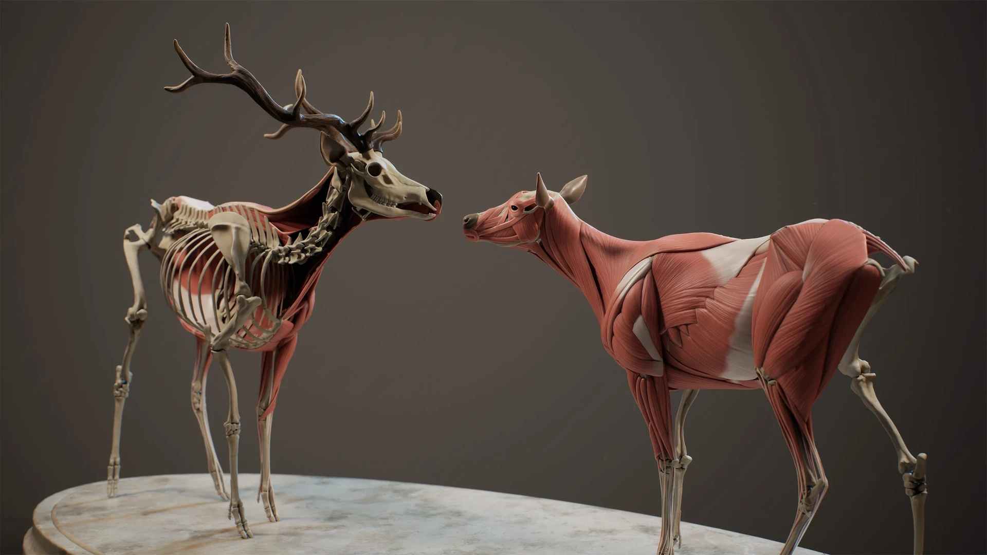 Cervus canadensis male and female elk anatomy sculptures