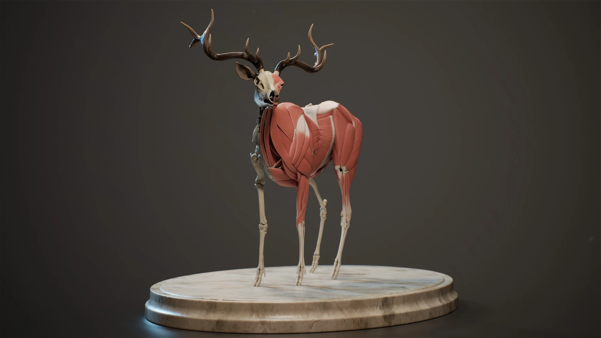 Anatomical sculpture of American elk from Cervus canadensis